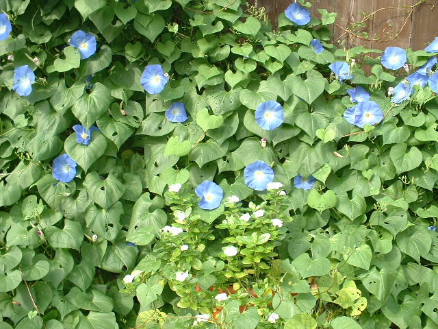 Morning glories