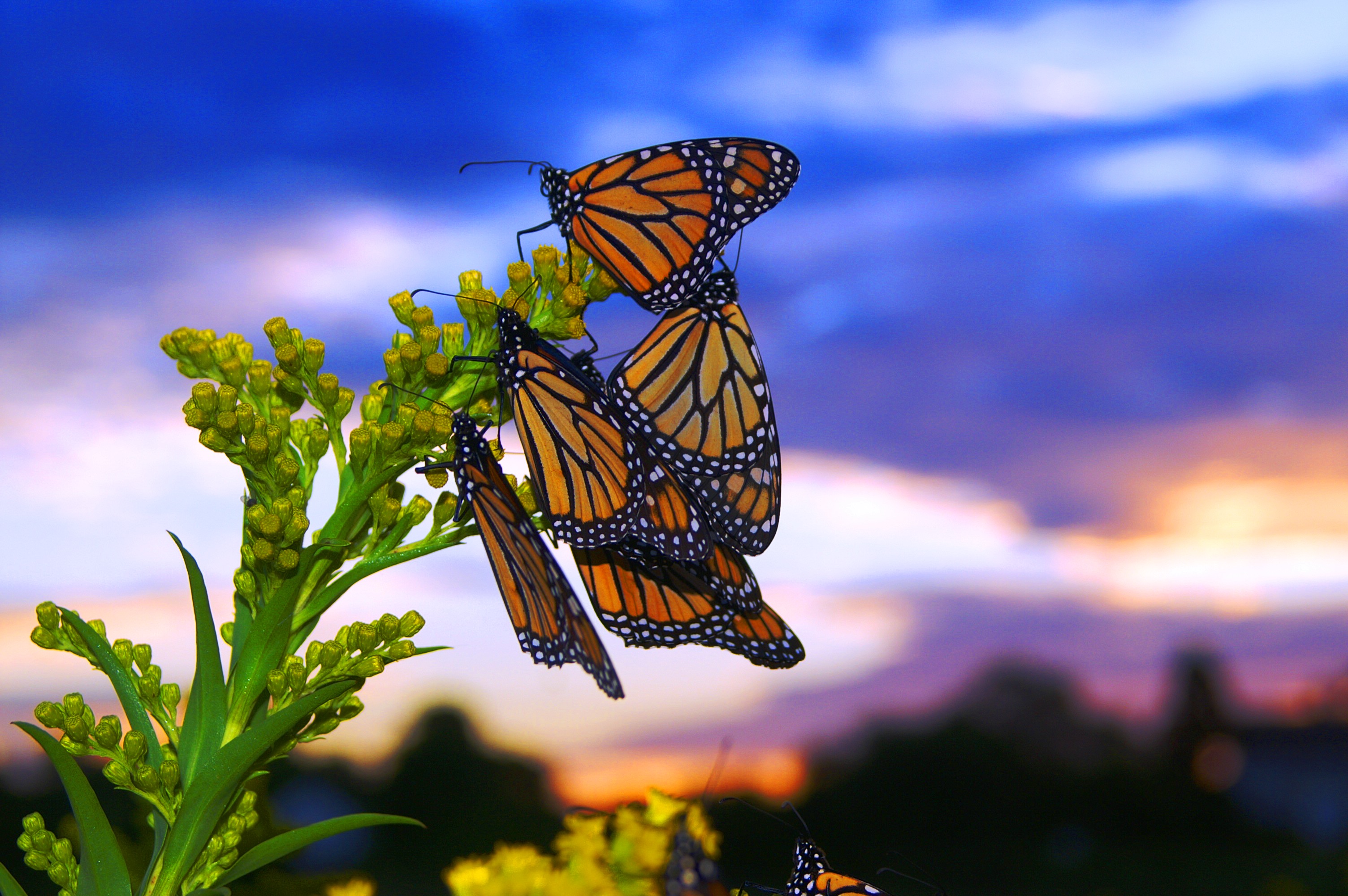 Butterflies - migrating