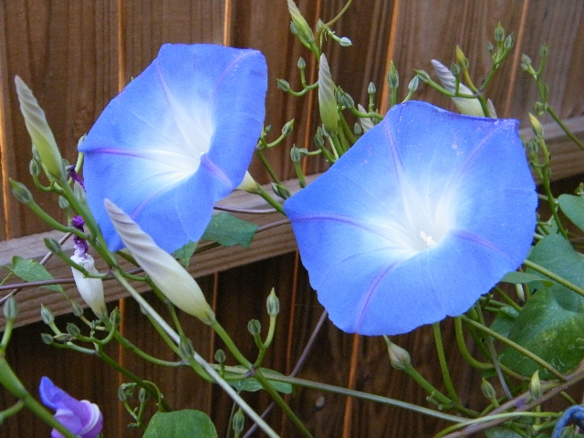 Morning Glory Buds and Flowers