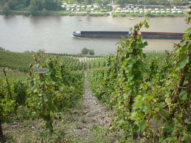 mosel10.jpg