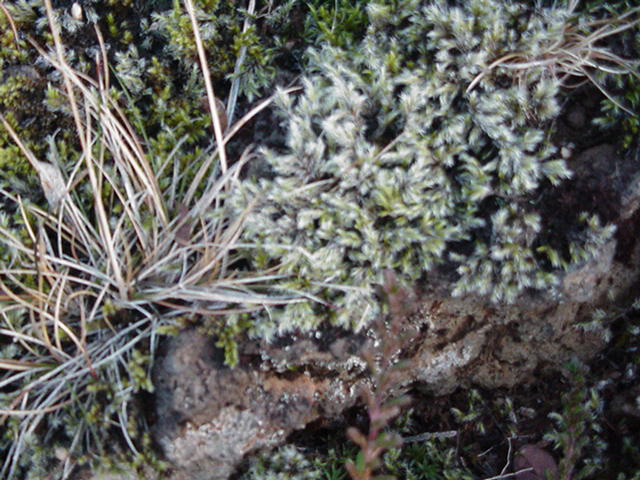 Moss on lava rock