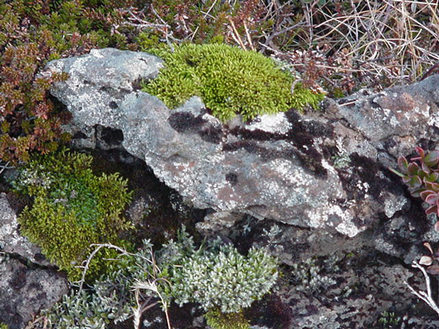 Icelandic Moss on lava rock