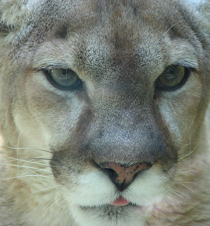 Mountain Lion Face