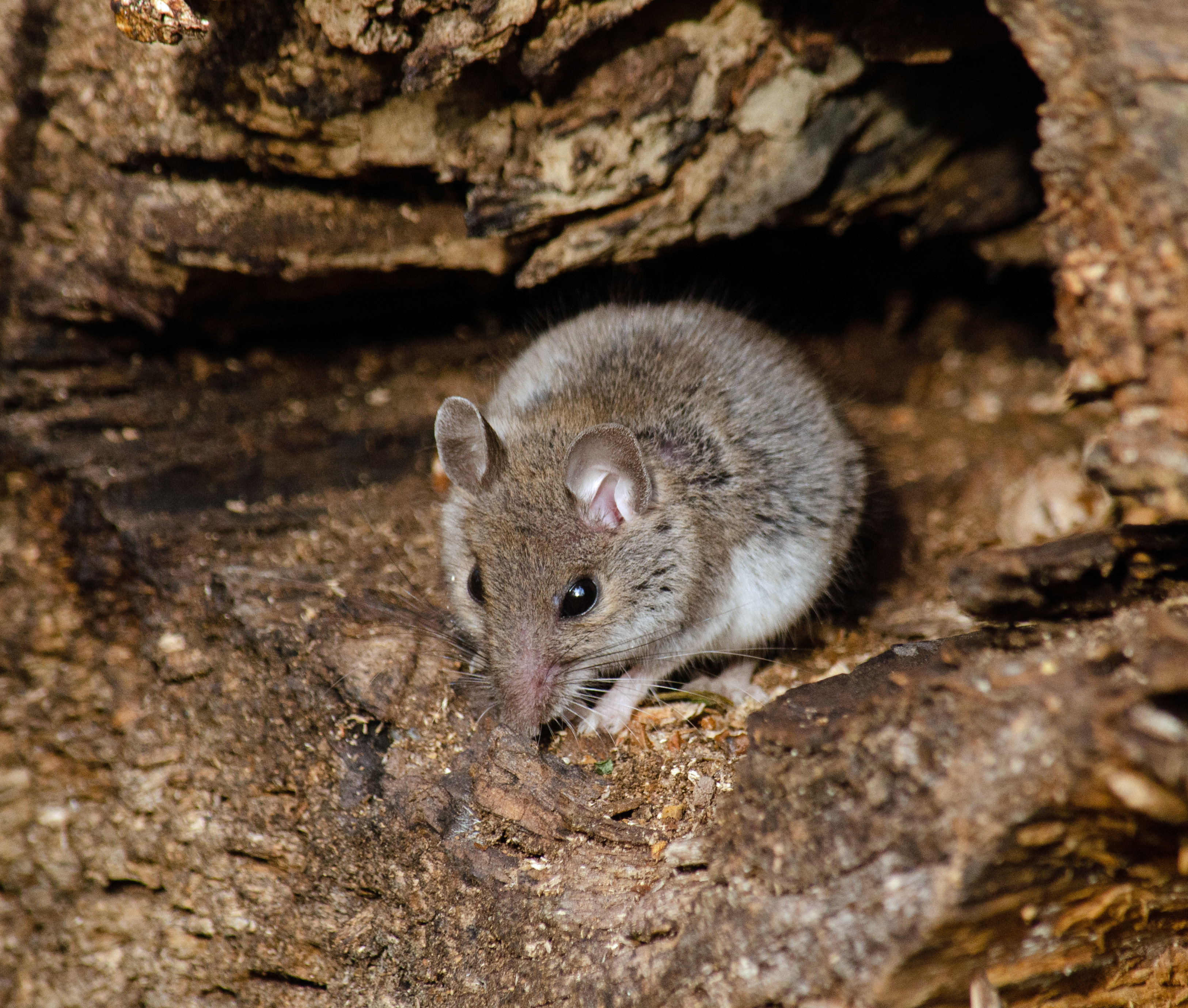 mouse in the woods