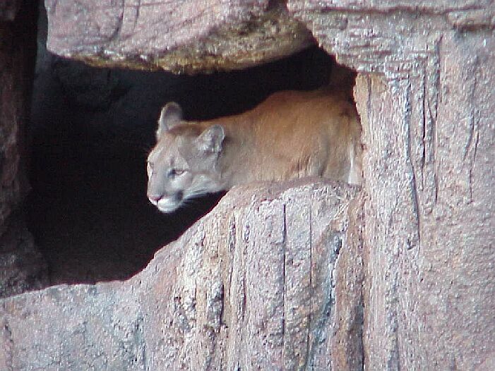 Mountain Lion peering out of den