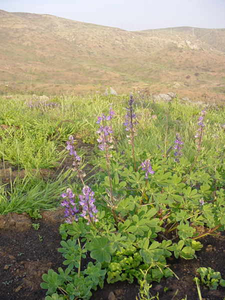 Perry's Larkspur - Mission Trails Regional Park