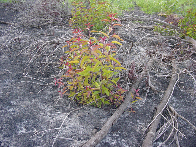 plants regrowing after the Cedar Fire