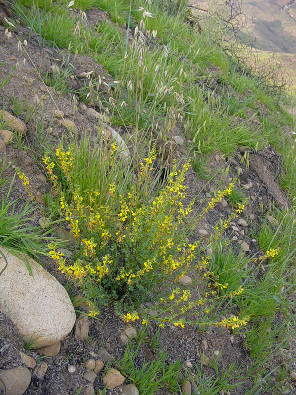 Sweet or Yellow Broom in Mission Trails Regional Park