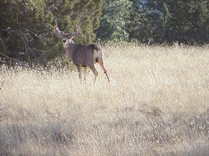 Mule deer buck