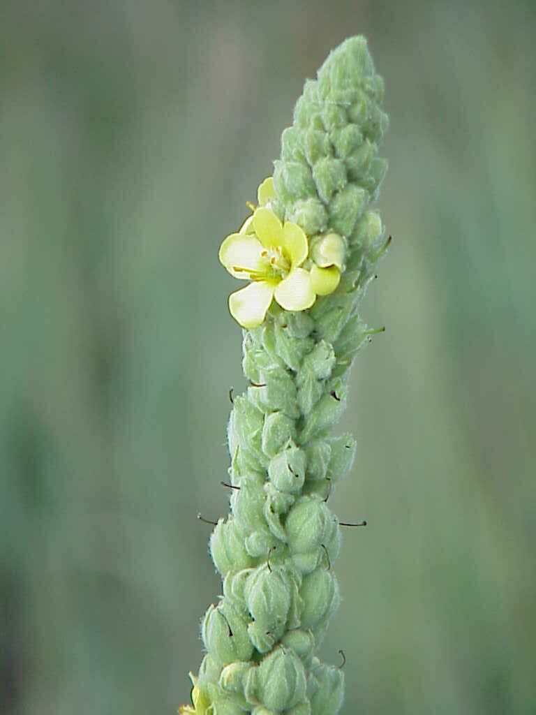 mullein.jpg