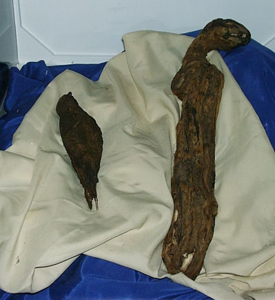 Mummified remains of a cat and a falcon