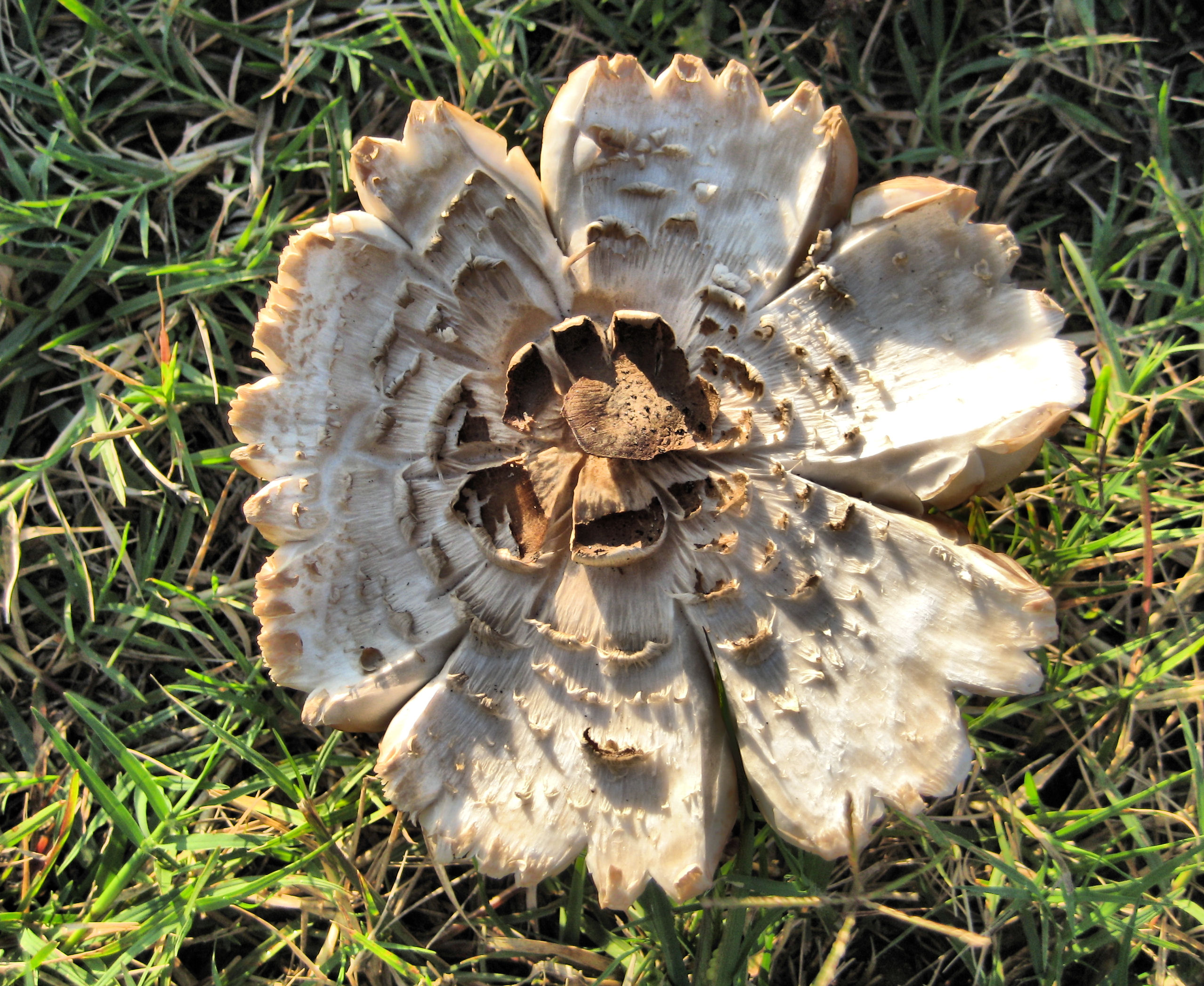 Flower-like mushroom