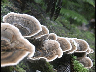 fungus