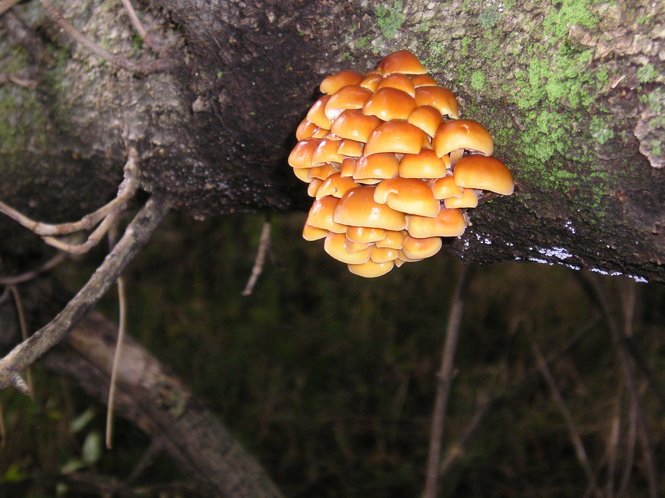 Fungus on a Tree
