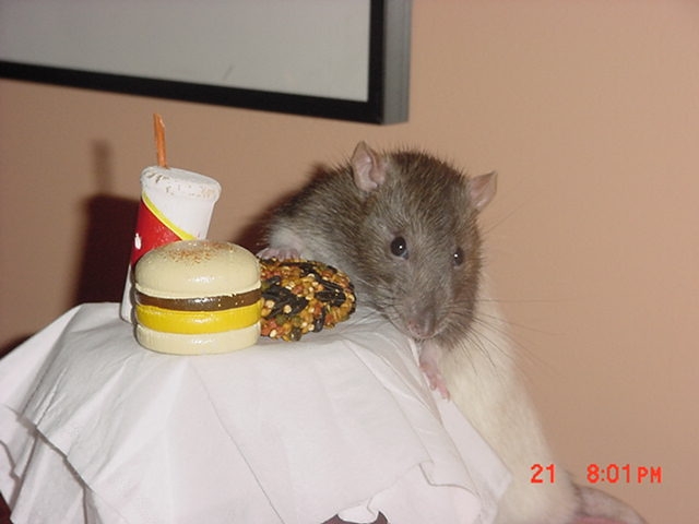 Male rat eating dinner