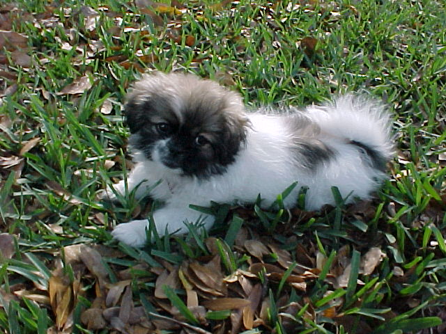 Tibetan Spaniel aged three months