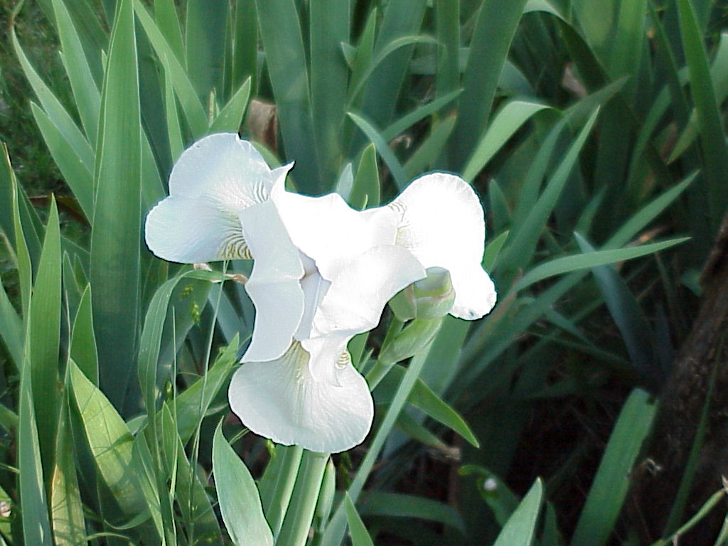 White Iris