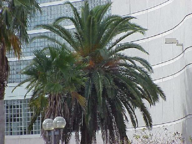 Balmy Palm