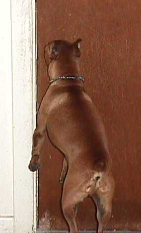 Mort the minature doberman pincher doing his nightly ritual of jumping to the door handle to go out for a walk