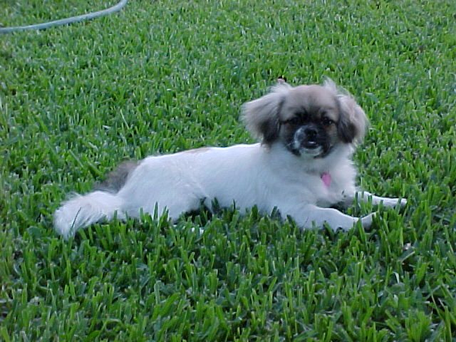 Emily, Tibetan Spaniel