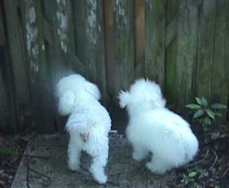 Winston and Elizabeth the pet Bichon Frieze