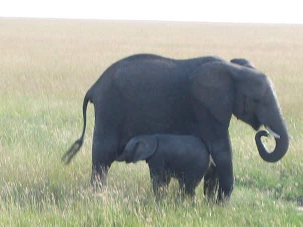 Baby elephant and its mother in the Masai Mara in Kenya, Africa