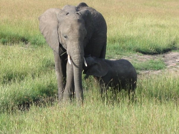 Baby elephant and its mother in the Masai Mara in Kenya, Africa