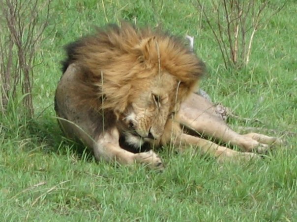 Lion resting on the Masai Mara in Kenya, Africa