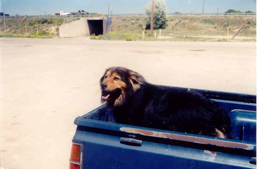 Dog in truck.