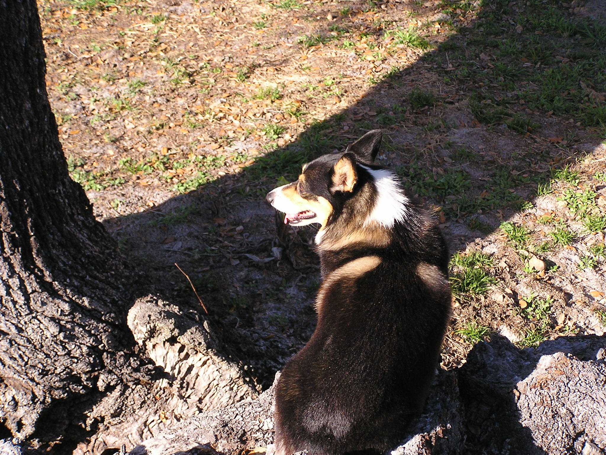 Corgi