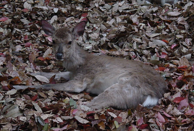 Nara Deer