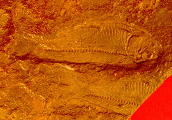 Maillot foot tunisie