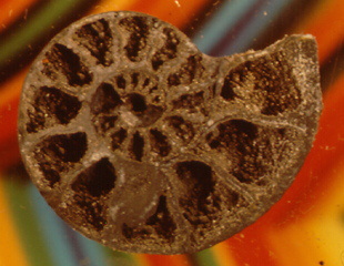 fossil