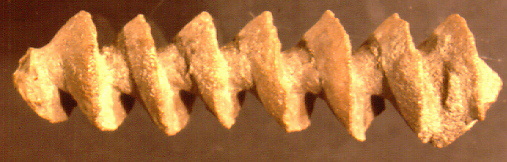 Mississippian Bryozoan Archimedes sp.