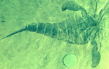 horseshoe crab bertie waterlime near Buffalo New York