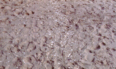 Accumulation of shell at high tide strand of beach Calvert County Maryland