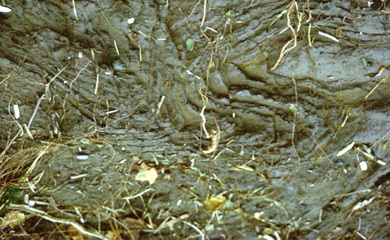 Folded Varves Pleistocene Dunkirk New York