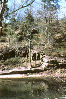 Tree growing in rock joints helps to break rock into soil