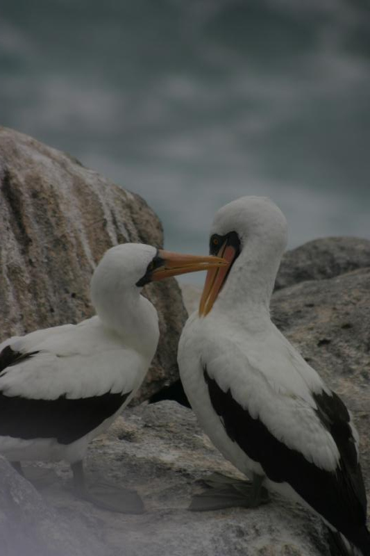 Nazca Boobie