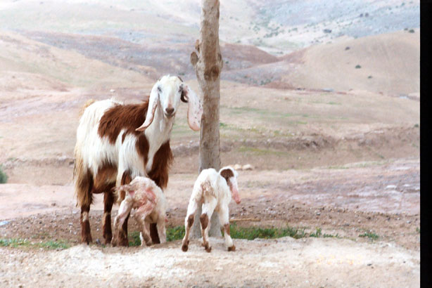 Newborn Goats, twins!