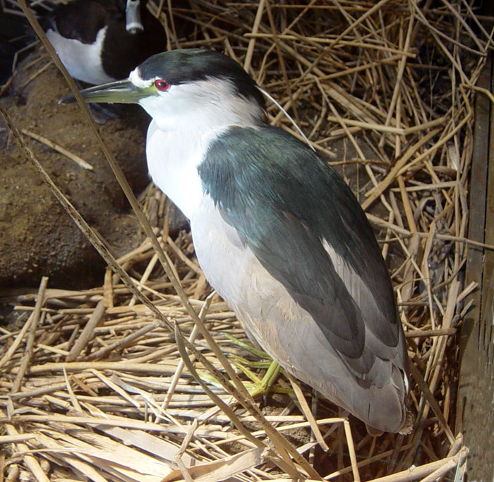 Black-crowned Night Heron (Mature)