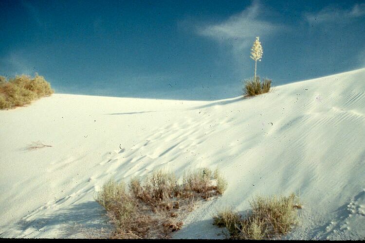 Yucca at White Sands