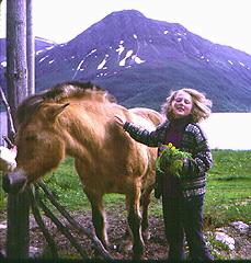 Nordback horse in Norway