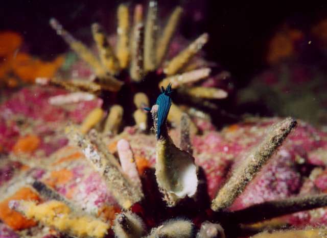 nudibranch2.jpg