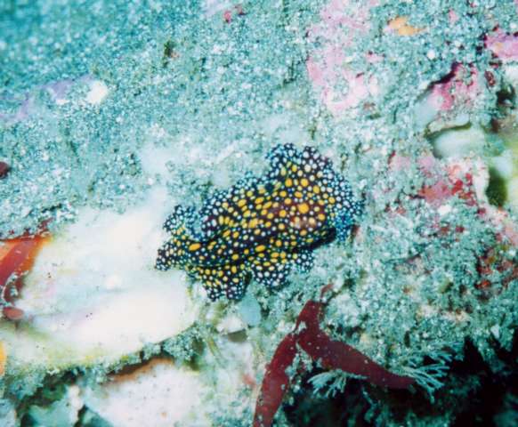 Nudibranch