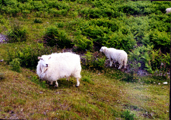 Snodownia National Park - Murray Family Vacation