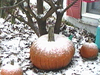 Pumpkins in a year on Long Island New York.