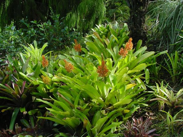 Bromeliad