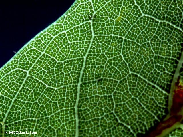 Close up photo of an oak leaf.