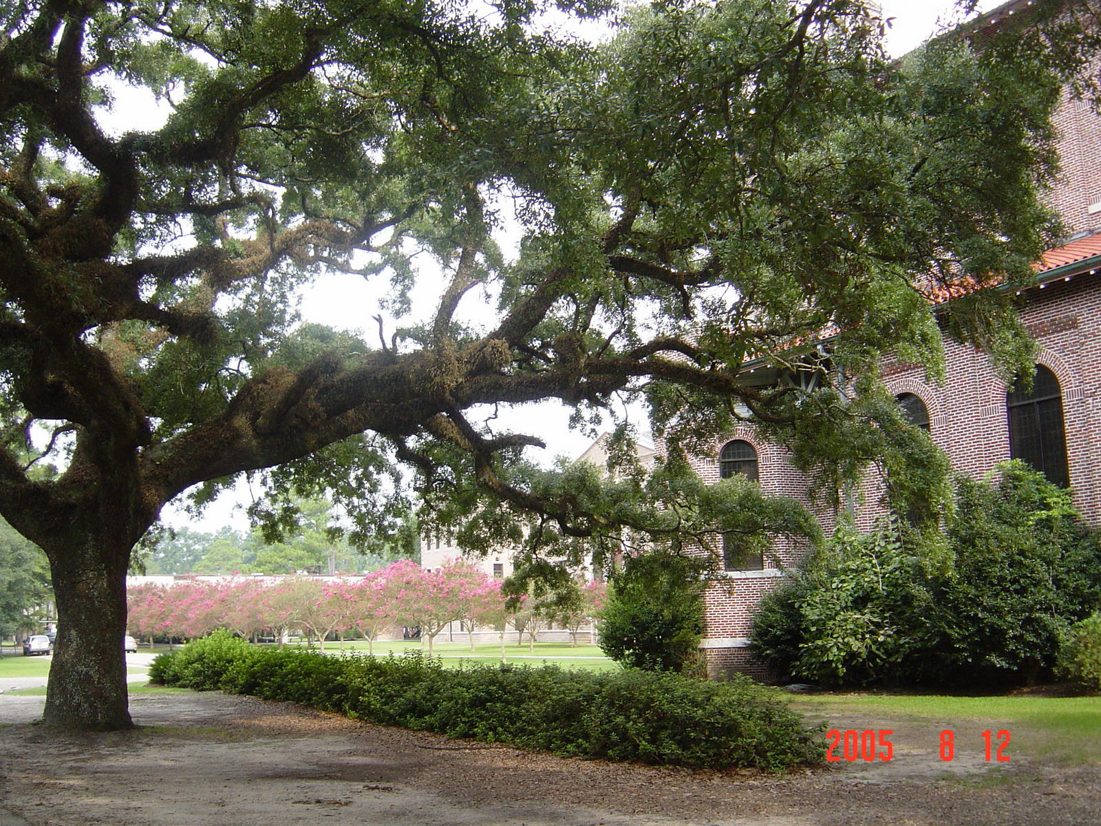 Oak Tree